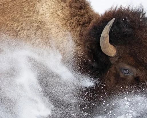 American bison seen through a spray of snow.