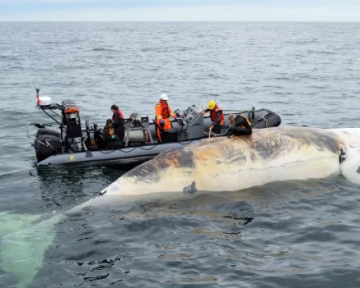 La carcasse d'une baleine noire flottant dans l'océan, des chercheurs à bord d'un grand canot pneumatique
