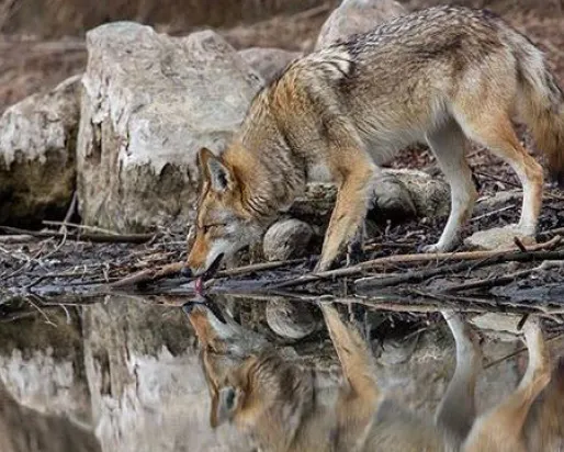 winning photo of the ROM Wildlife Photographer of the Year Photo Contest - a coyote drinks from a stream in Toronto, photo by Steven Rose
