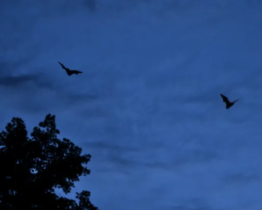 Deux petites chauves-souris brunes volent dans un ciel crépusculaire au-dessus du parc Rouge pendant le BioBlitz de l'Ontario 2012. Photo par Stacey Lee Kerr
