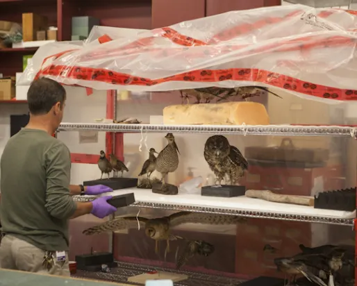 A museum preparator collects the Species At Risk that will be added to the Empty Skies Passenger Pigeon exhibit
