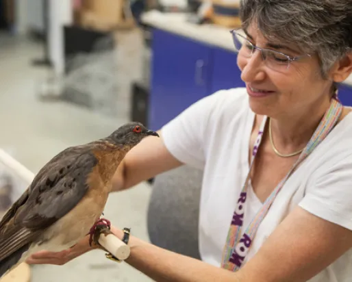 ROM Artist Georgia Guenther gives a passenger pigeon mount a final check before installing it into the exhibit
