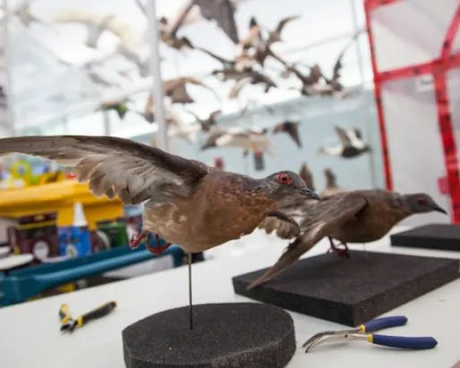 Des pigeons voyageurs empaillés provenant des collections du ROM sont posés sur une table dans la Galerie des oiseaux en attendant d'être installés dans la nouvelle exposition spéciale.
