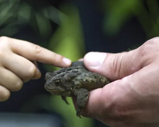 a toad sits patiently in the hand of a naturalist who holds it out for a young person to explore
