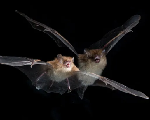 Chauve-souris à nez tubulaire (Murina cyclotis) en vol. Photo de Vincent Luk
