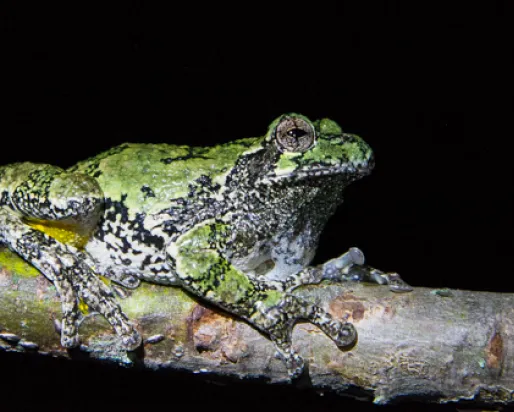 Une rainette grise (Hyla versicolor) assise sur une branche d'arbre pendant la nuit. Photo de Sean de Francia
