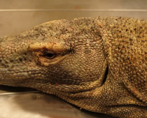 Gros plan de la tête du dragon de Komodo avant le début de la préparation du spécimen.
