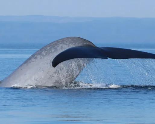 Un rorqual bleu plongeant dans le golfe du Saint-Laurent au large de la Gaspésie. Photo par René Roy
