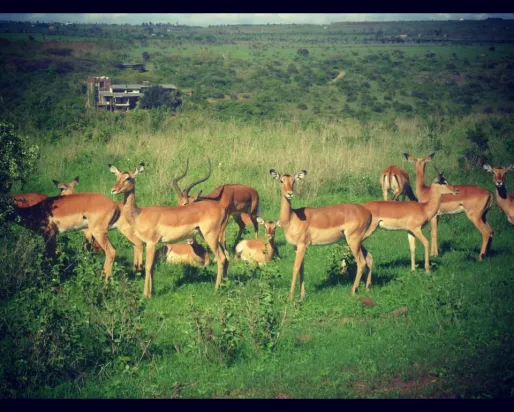 A group of antelope gather on a grassy plain.

