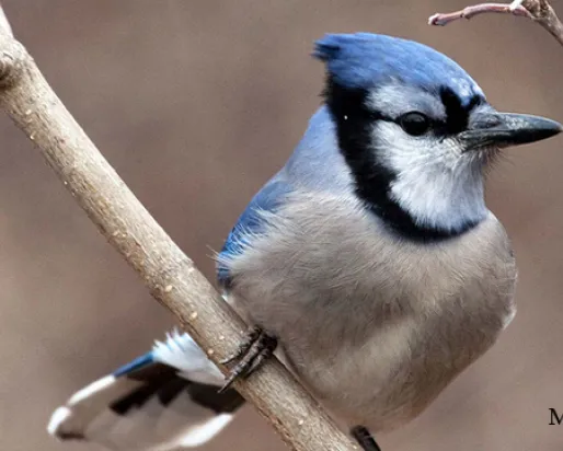 An adult blue jay rests on a branch in the winter season in Ontario. Photo by Mark Peck
