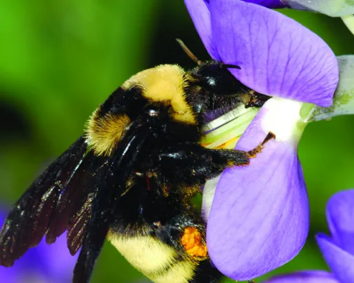 black and yellow bee resting on a purple flower

