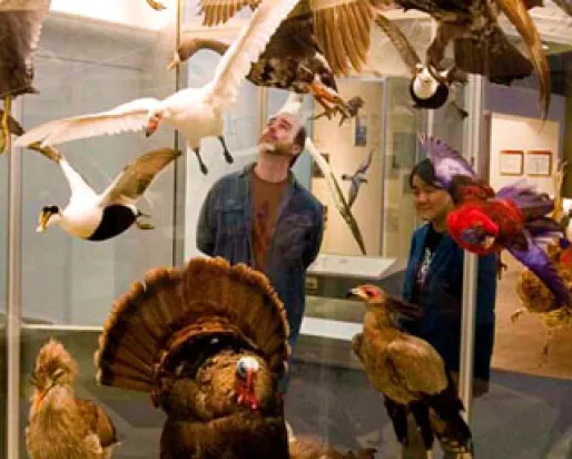 Visitors in the Birds Gallery
