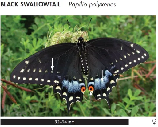 Papillon noir - Papilio polyxenes

