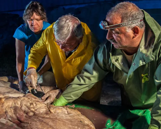 Jacqueline Miller, Robert Henry and Paul Nader putting plugs in the major vessels of the blue whale heart. Photo by Sam Rose Phillips

