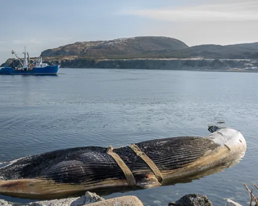 A beached blue whale on the Newfoundland coast, strapped up and ready to be  transported to Woody Point for recovery. Photo by Jacqueline C. Waters
