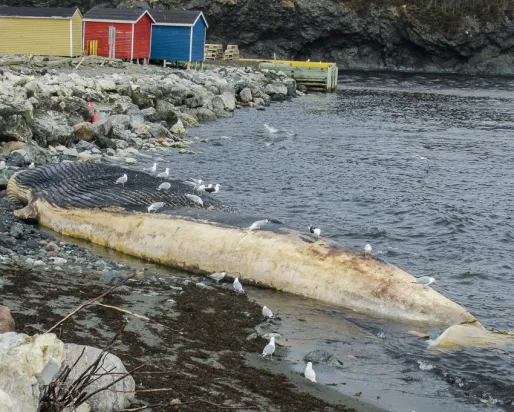 A blue whale carcass lies upside down in the water near a rocky shoreline.
