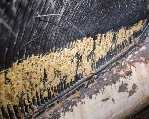 A close up shot of the blue whales baleen.
