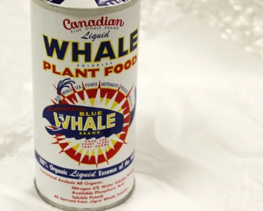 A photo of a canister of Canadian Blue Whale Brand Fertilizer - made from blue whale products in the 1950s. Photo by Katherine Ing
