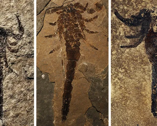 Photo collage of three scorpion fossils.
