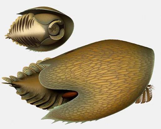 Reconstruction illustration of Cambroraster falcatus.
