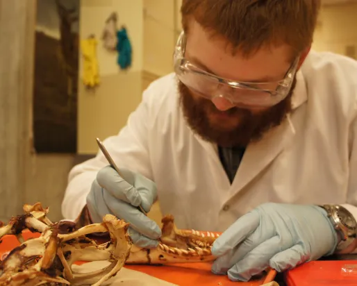 A volunteer cleans the remaining tissue from the Komodo Dragon skull
