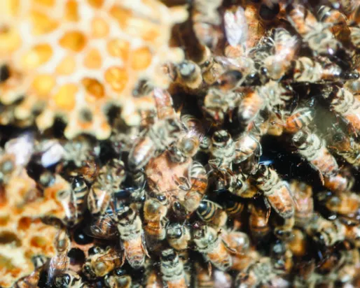 Honey Bees clustered in a hive
