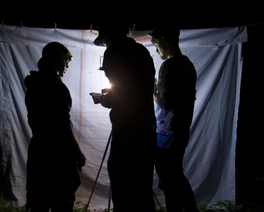 3 personnes en silhouette cherchent des insectes attirés par une lumière
