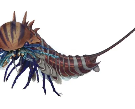 Reconstruction artistique de Habelia optata. Crédit : avec l'aimable autorisation de Joanna Liang, © Musée royal de l'Ontario
