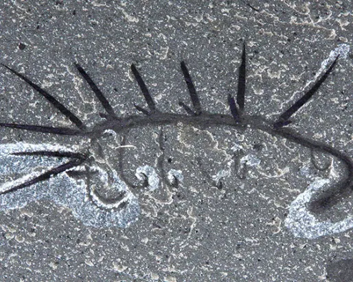 Hallucigenia sparsa fossilisée.
