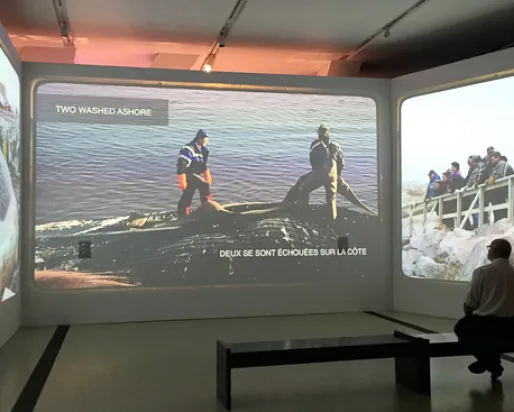 蓝鲸展馆的由来。| Entrée de l'exposition sur la baleine bleue. 照片由吴昊康 | Photo de Shawn Wu
