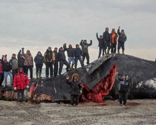 Inuit community standing on and near a recently hunted bowhead whale on beach
