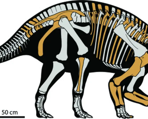drawn picture of the skeleton of the Wendiceratops
