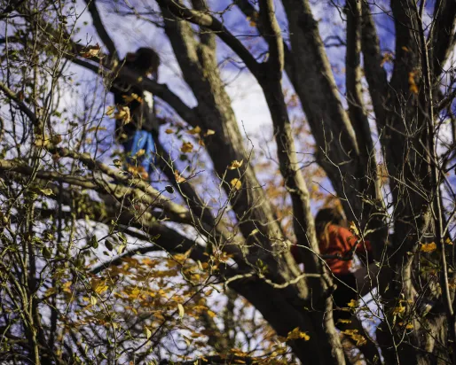 Enfants jouant dans un grand arbre
