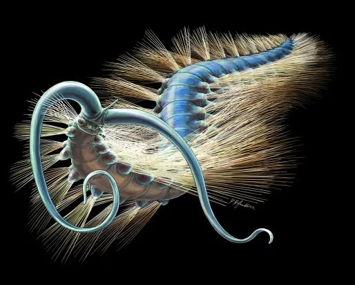 An artist reconstruction of Kootenayscolex barbarensis
