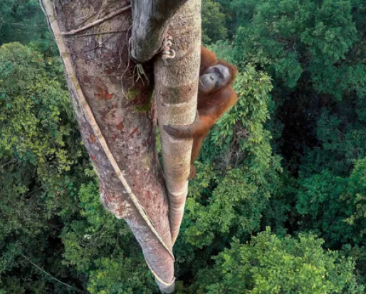 This year’s overall winner of Wildlife Photographer of Year is Tim Laman and his photo story, “While the forest still stands.” This image from the story is titled “Entwined lives.” It shows an orangutan high in a tree with the rest of the canopy below
