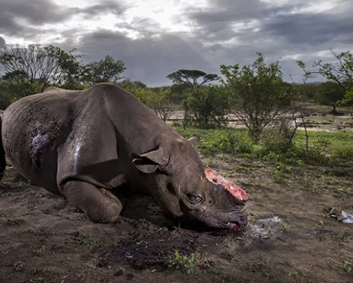 Photo of Rhino with it's horn removed.