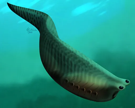 Illustration de Metaspriggina
