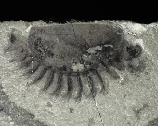 Un nouvel arthropode fossile de Marble Canyon (parc national Kootenay)
