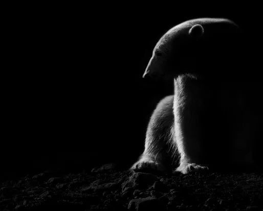 Polar Bear
