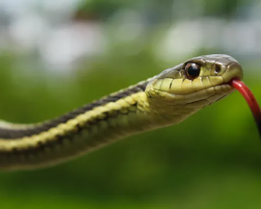 A garter snake sticks its tongue out to sense the air - the photo that got Rob interested in wildlife photography

