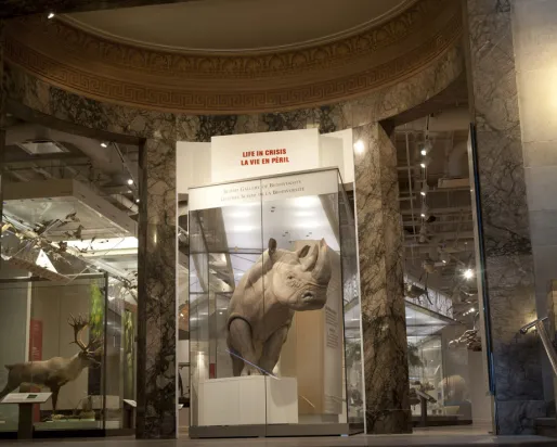 Un grand rhinocéros blanc du Sud domine l'entrée de la galerie de la biodiversité du ROM.
