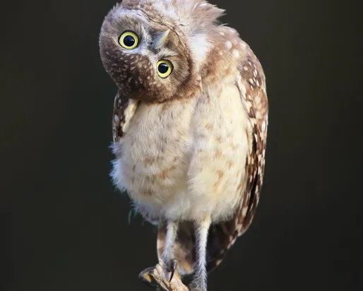 owlet standing on branch
