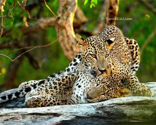 Leopard Love @ Yaron Eini
