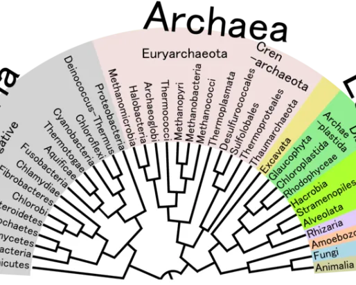 L'arbre phylogénétique de la vie

