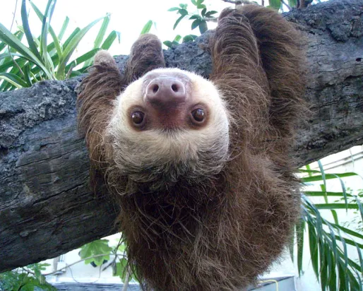 Tête en bas Paresseux à deux doigts
