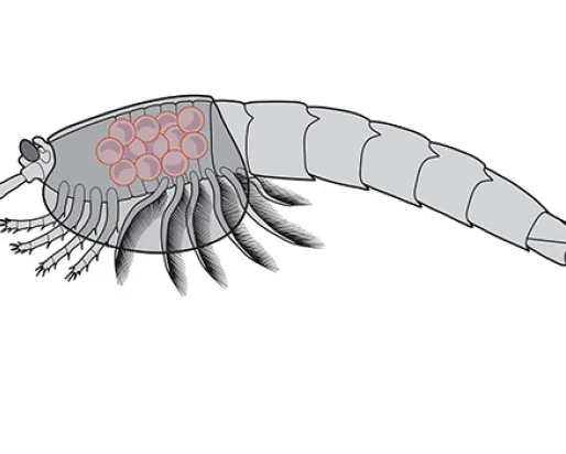 Illustration of Waptia carrying eggs or juveniles.
