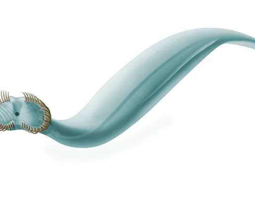 Illustration of a worm
