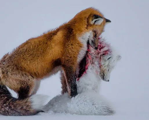 Un renard roux porte dans sa gueule le corps plus petit d'un renard arctique qu'il a chassé et tué. La photo gagnante du concours Wildlife Photographer of the Year en 2015, réalisée par le Canadien Don Gutoski.
