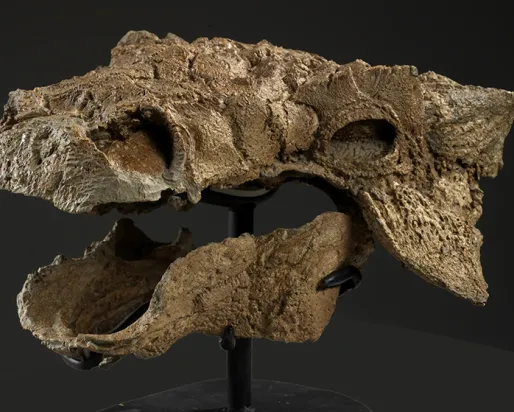 The exceptionally preserved skull of Zuul crurivastator (ROM 75860).