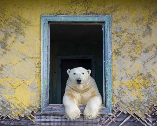 Polar frame Polar frame. Image © Dmitry Kokh, Wildlife Photographer of the Year 2022